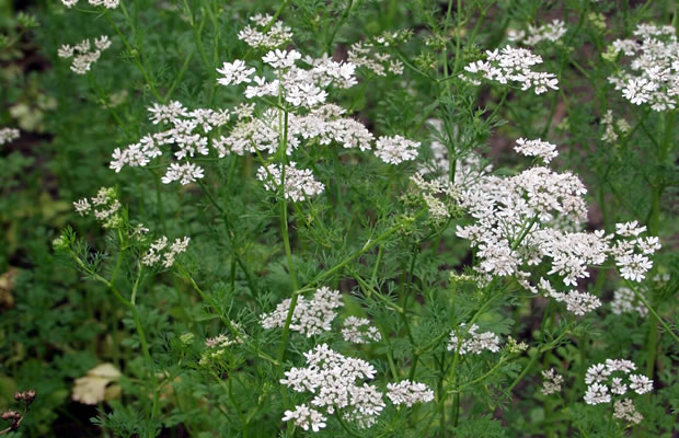 Anise
